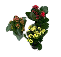 2" Kalanchoe Blooming Mini Assortment